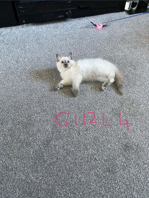 Ragdoll kittens for sale in Norwich, Norfolk – 11 weeks old - Image 3 of 3
