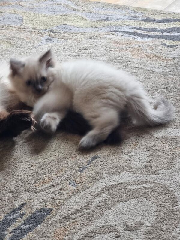 Ragdoll kittens for sale in Corstorphine, City of Edinburgh – 10 weeks old