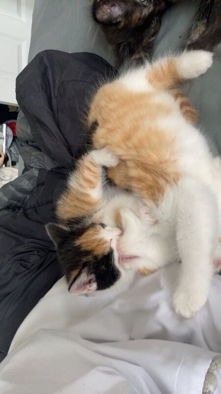 Ragdoll kittens for sale in Peterborough, Cambridgeshire – 9 weeks old