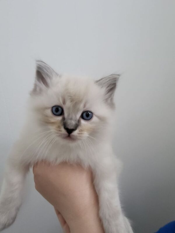Ragdoll kittens for sale in Lochgelly, Fife – 6 weeks old - Image 3 of 3