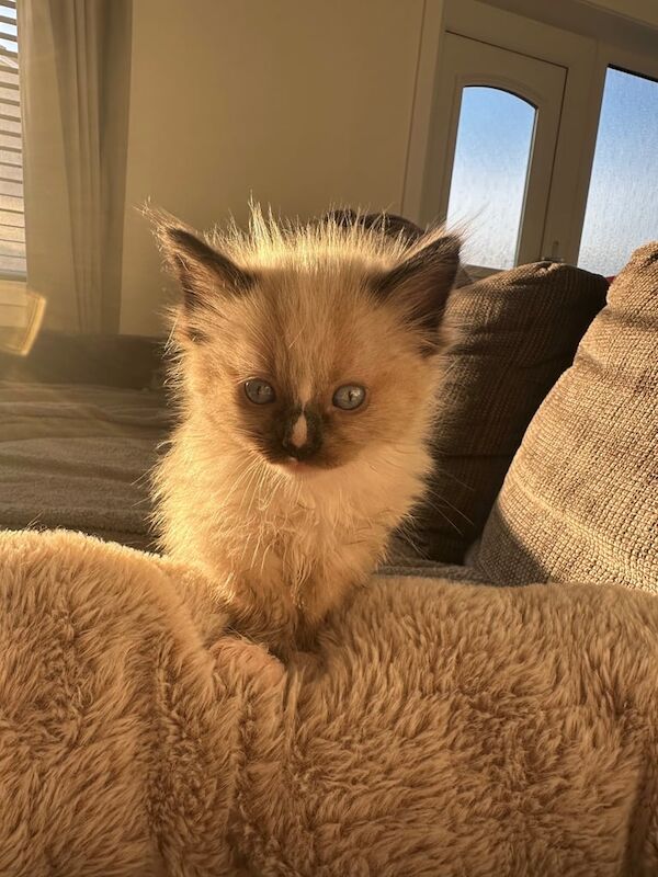 Ragdoll kittens for sale in Kirkcaldy, Fife – 8 weeks old