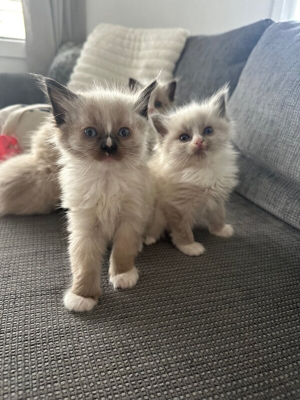 Ragdoll kittens for sale in Kirkcaldy, Fife – 8 weeks old - Image 2 of 3