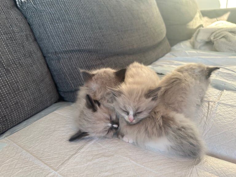 Ragdoll kittens for sale in Kirkcaldy, Fife – 8 weeks old - Image 3 of 3