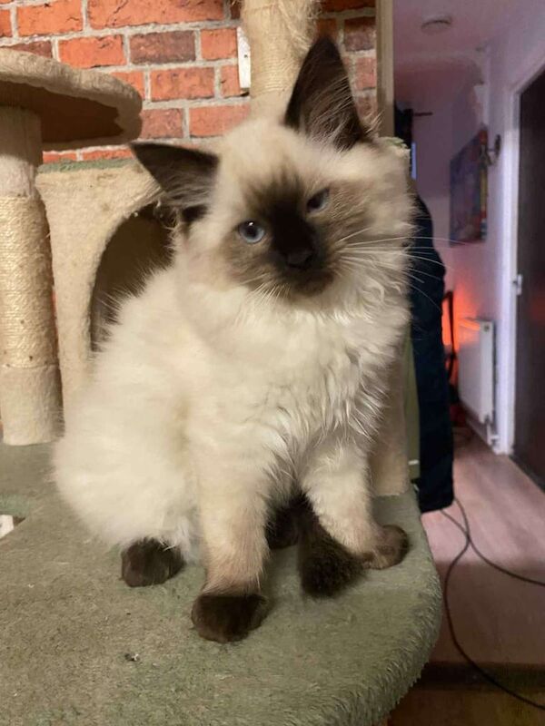 Ragdoll kittens for sale in Plymouth, Devon – 3 months old