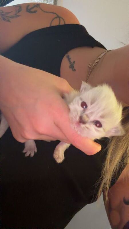 Ragdoll kittens for sale in Livingston, West Lothian – 2 weeks old