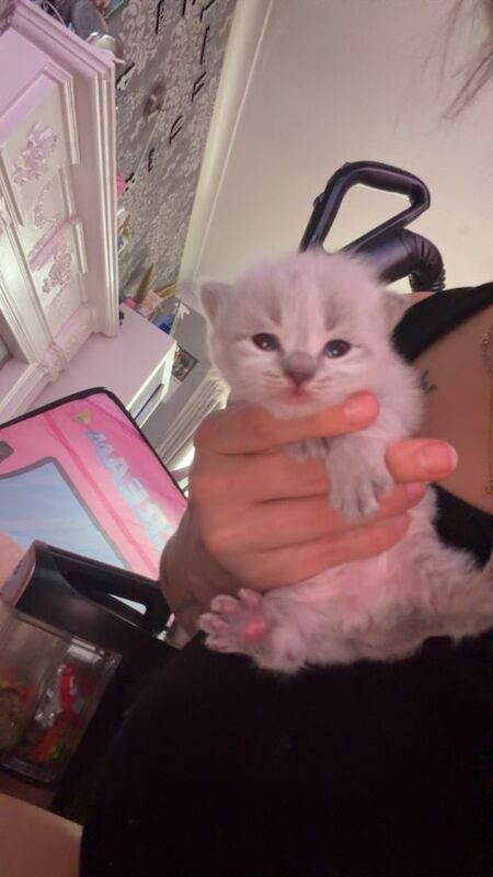 Ragdoll kittens for sale in Livingston, West Lothian – 2 weeks old - Image 2 of 6