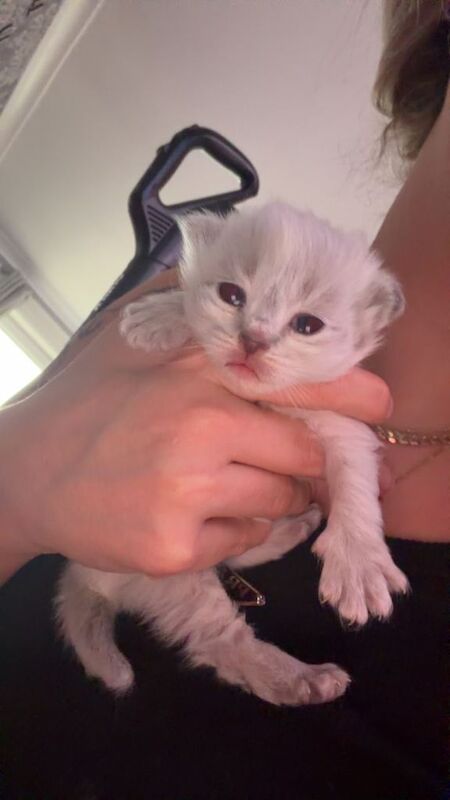 Ragdoll kittens for sale in Livingston, West Lothian – 2 weeks old - Image 3 of 6