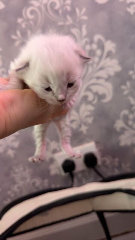 Ragdoll kittens for sale in Livingston, West Lothian – 2 weeks old - Image 5 of 6