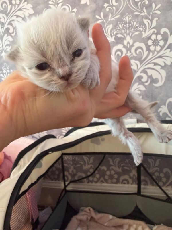 Ragdoll kittens for sale in Livingston, West Lothian – 2 weeks old - Image 6 of 6