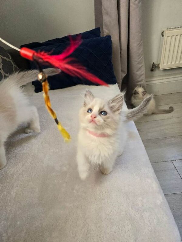 Ragdoll kittens for sale in Seven Sisters, Greater London – 10 weeks old