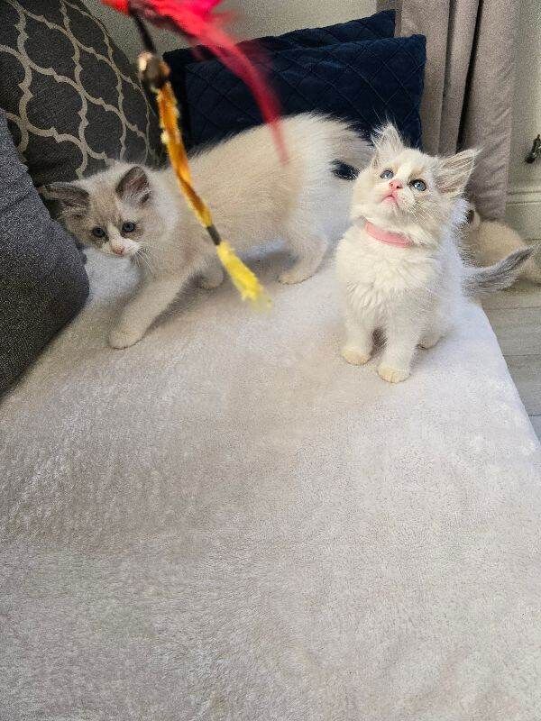 Ragdoll kittens for sale in Seven Sisters, Greater London – 10 weeks old - Image 2 of 3