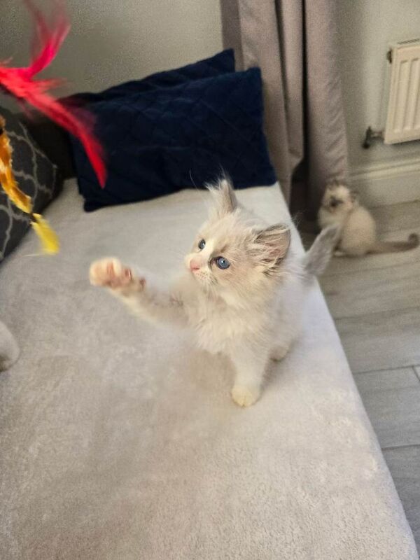 Ragdoll kittens for sale in Seven Sisters, Greater London – 10 weeks old - Image 3 of 3
