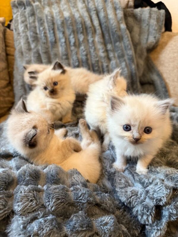Ragdoll kittens for sale in Newcastle upon Tyne, Tyne and Wear – 9 weeks old