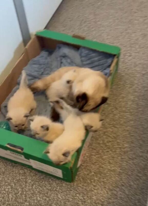 Ragdoll kittens for sale in Newcastle upon Tyne, Tyne and Wear – 9 weeks old - Image 2 of 5