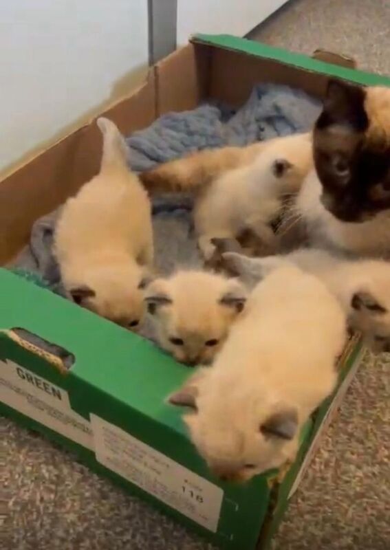 Ragdoll kittens for sale in Newcastle upon Tyne, Tyne and Wear – 9 weeks old - Image 3 of 5