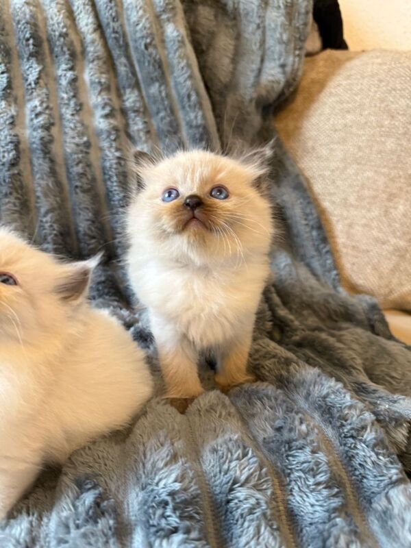 Ragdoll kittens for sale in Newcastle upon Tyne, Tyne and Wear – 9 weeks old - Image 4 of 5