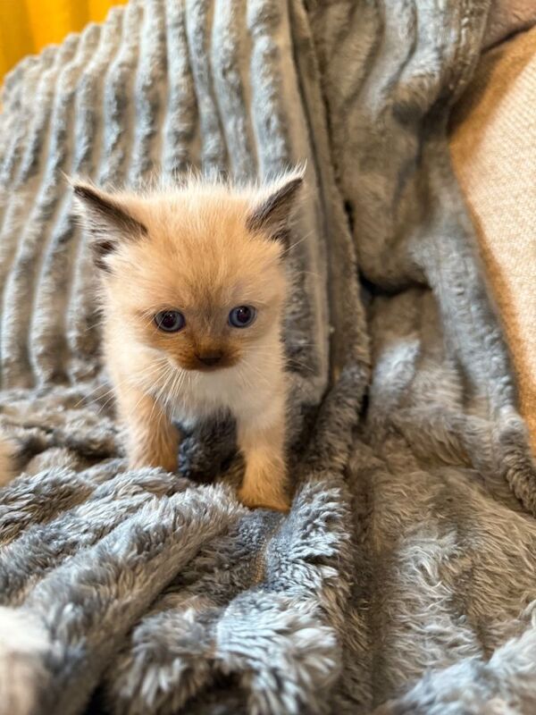 Ragdoll kittens for sale in Newcastle upon Tyne, Tyne and Wear – 9 weeks old - Image 5 of 5