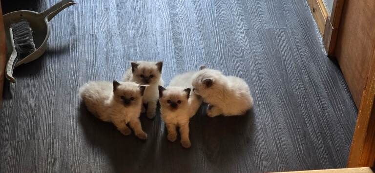 Ragdoll Kittens For Sale