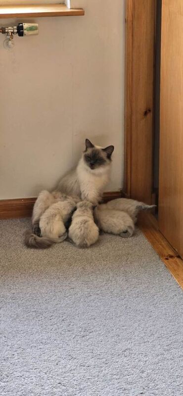 Ragdoll kittens for sale in Highland Boath, Nairn – 7 weeks old - Image 3 of 3