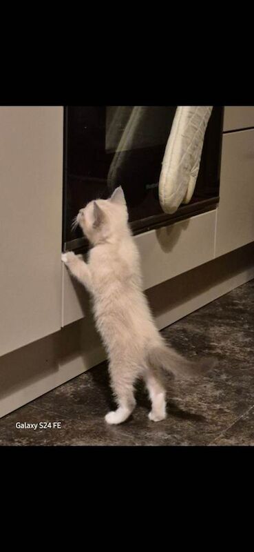 Ragdoll kittens for sale in Alloa, Clackmannan – 7 weeks old