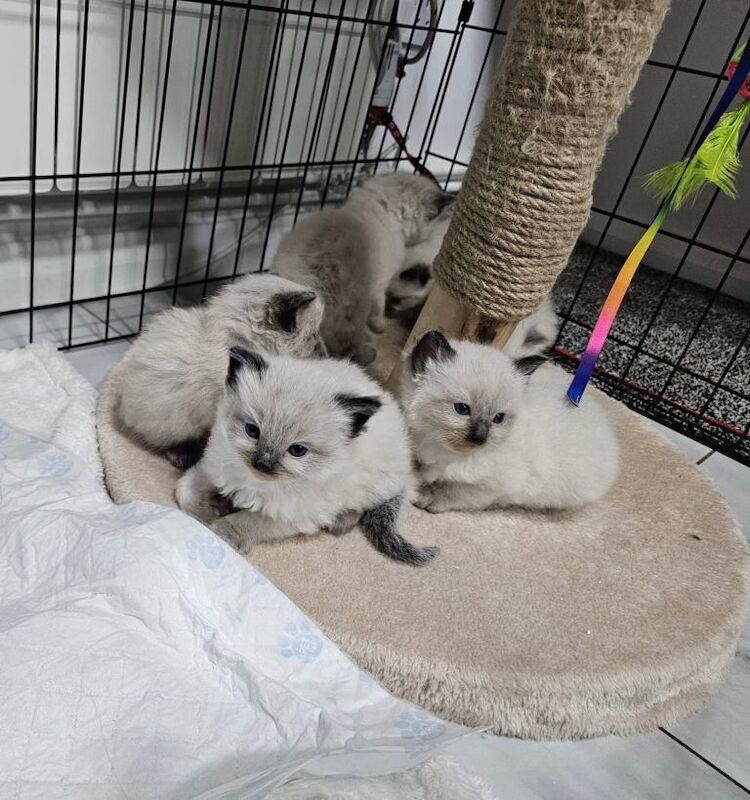 Ragdoll kittens for sale in Coleraine, County Londonderry β 4 weeks old
