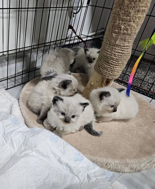 Ragdoll kittens for sale in Coleraine, County Londonderry β 4 weeks old - Image 2 of 2