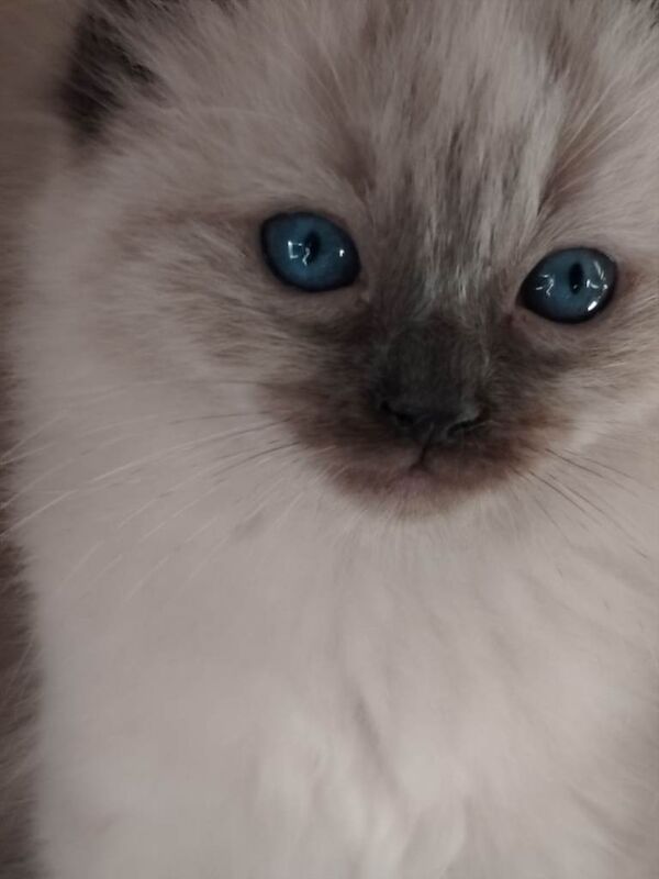 Ragdoll kittens for sale in Musselburgh, East Lothian β 10 weeks old