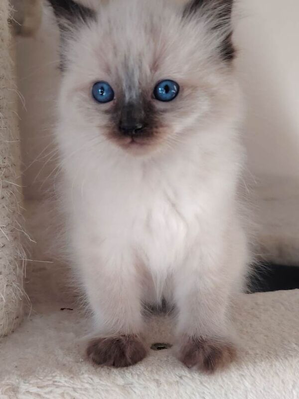 Ragdoll kittens for sale in Musselburgh, East Lothian – 10 weeks old - Image 2 of 5