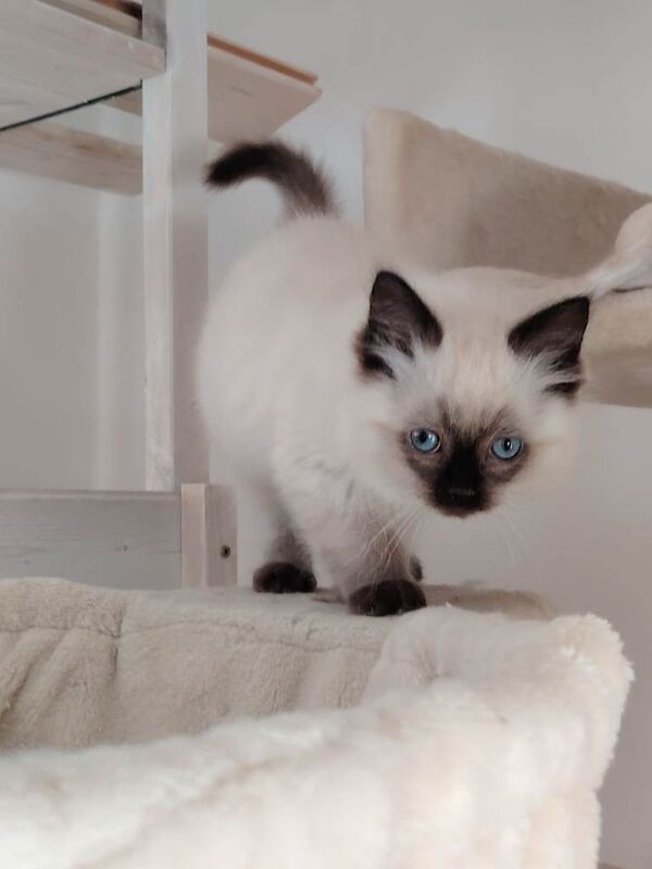 Ragdoll kittens for sale in Musselburgh, East Lothian – 10 weeks old - Image 4 of 5