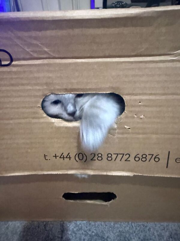 Ragdoll kittens for sale in Kingston upon Hull, East Riding of Yorkshire – 8 weeks old