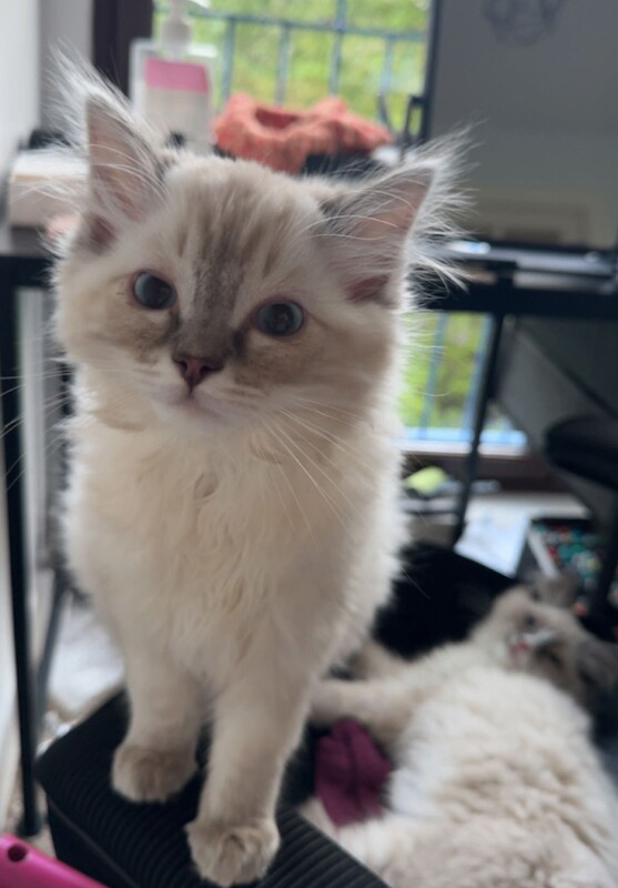 Ragdoll kittens 2 boys left