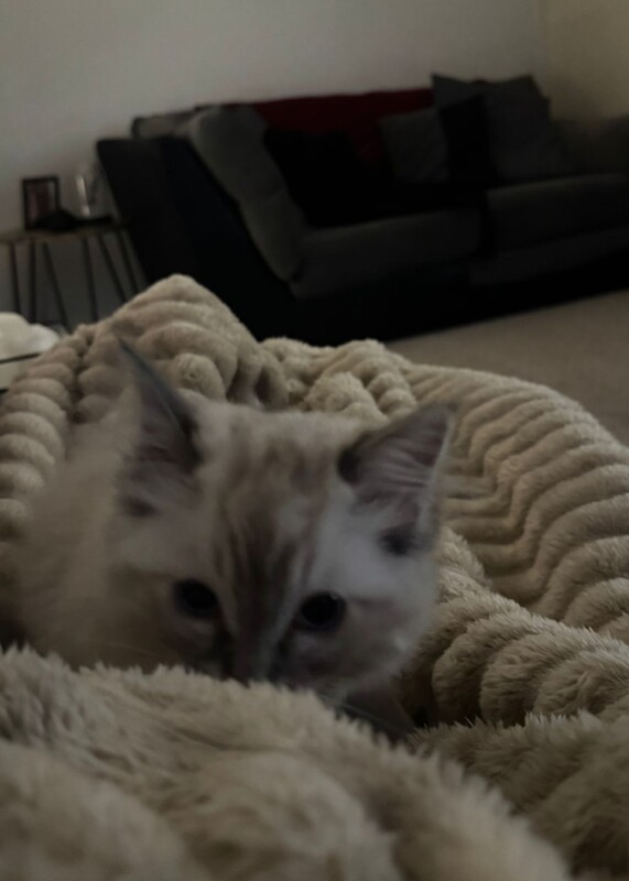 Ragdoll kittens 2 boys left - Image 2 of 5