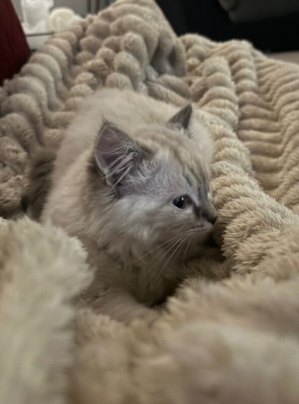 Ragdoll kittens 2 boys left - Image 3 of 5