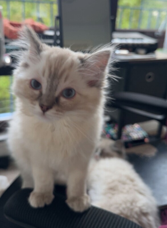 Ragdoll kittens 2 boys left - Image 4 of 5