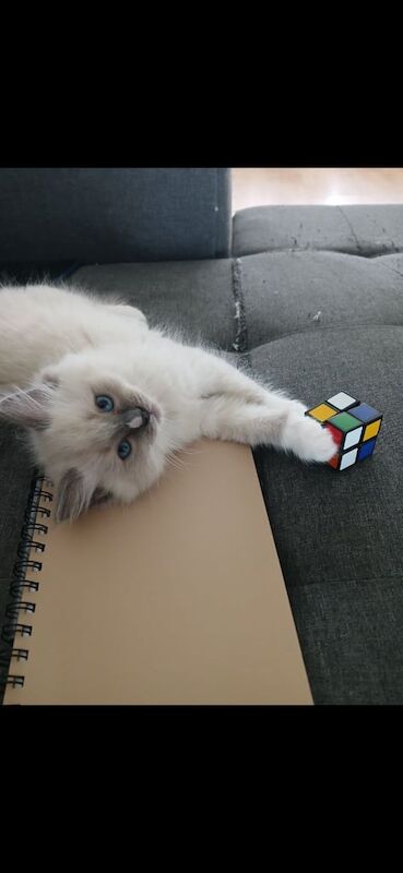 Ragdoll kittens for sale in Bracknell, Berkshire – 11 weeks old