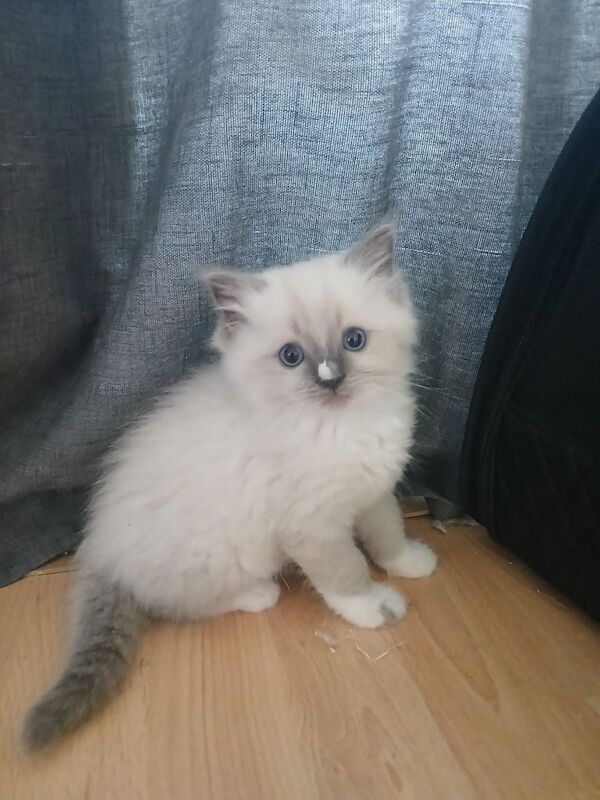 Ragdoll kittens for sale in Bracknell, Berkshire – 11 weeks old - Image 2 of 3