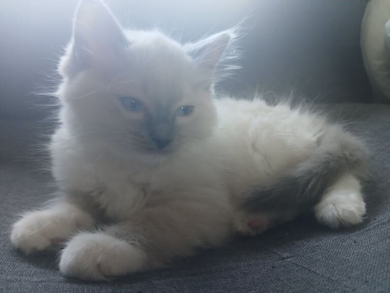 Ragdoll kittens for sale in Bracknell, Berkshire – 11 weeks old - Image 3 of 3