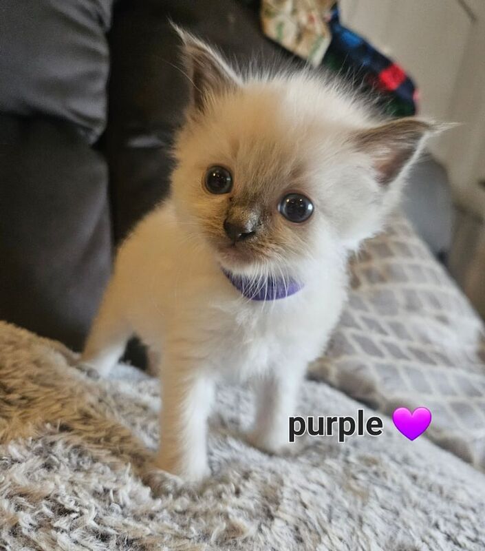 Ragdoll kittens for sale in Swansea / Abertawe, West Glamorgan – 8 weeks old