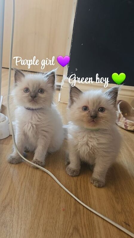 Ragdoll kittens for sale in Swansea / Abertawe, West Glamorgan – 8 weeks old - Image 2 of 3