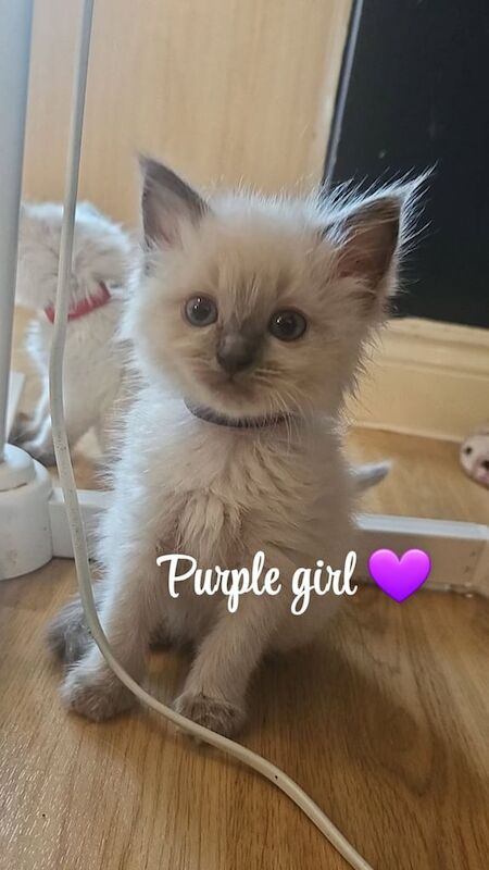 Ragdoll kittens for sale in Swansea / Abertawe, West Glamorgan – 8 weeks old - Image 3 of 3