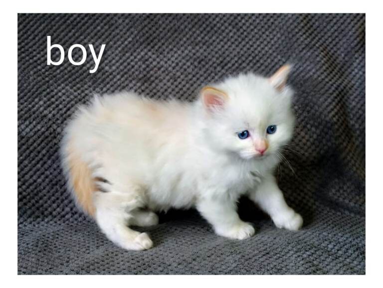 Ragdoll kittens for sale in Poole, Dorset – 4 weeks old