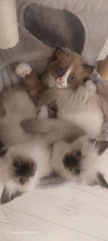 Ragdoll kittens for sale in Aberdeen, City of Aberdeen – 8 weeks old