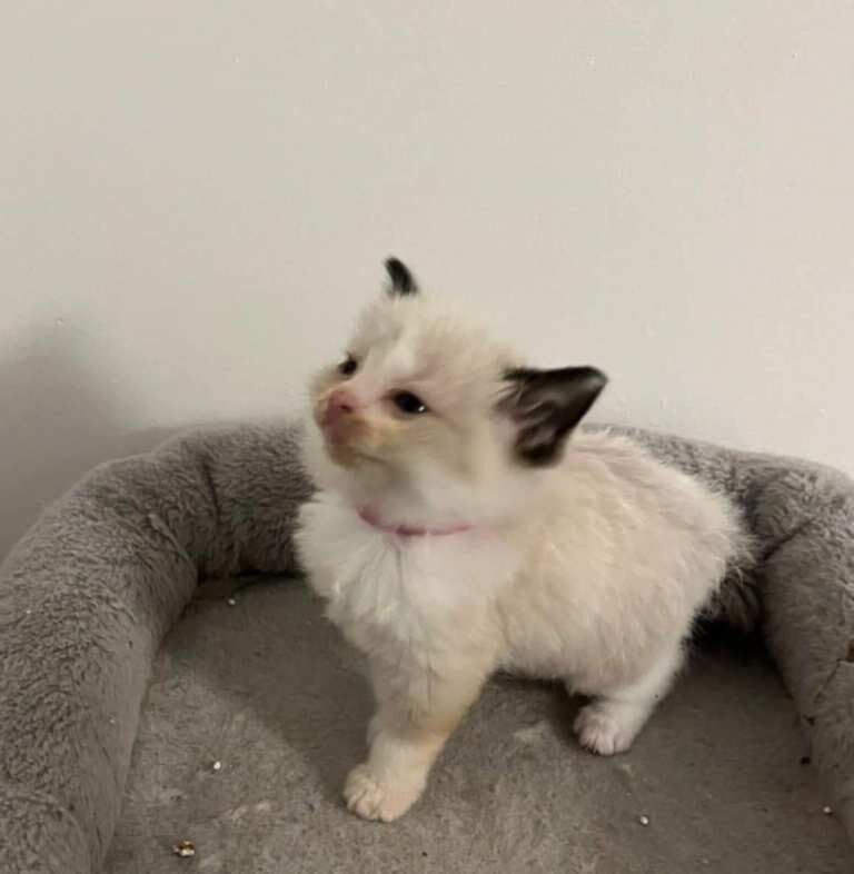 Ragdoll kittens for sale in Wembley, London – 8 weeks old