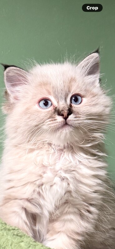 Ragdoll kittens for sale in Norwich, Norfolk – 8 weeks old