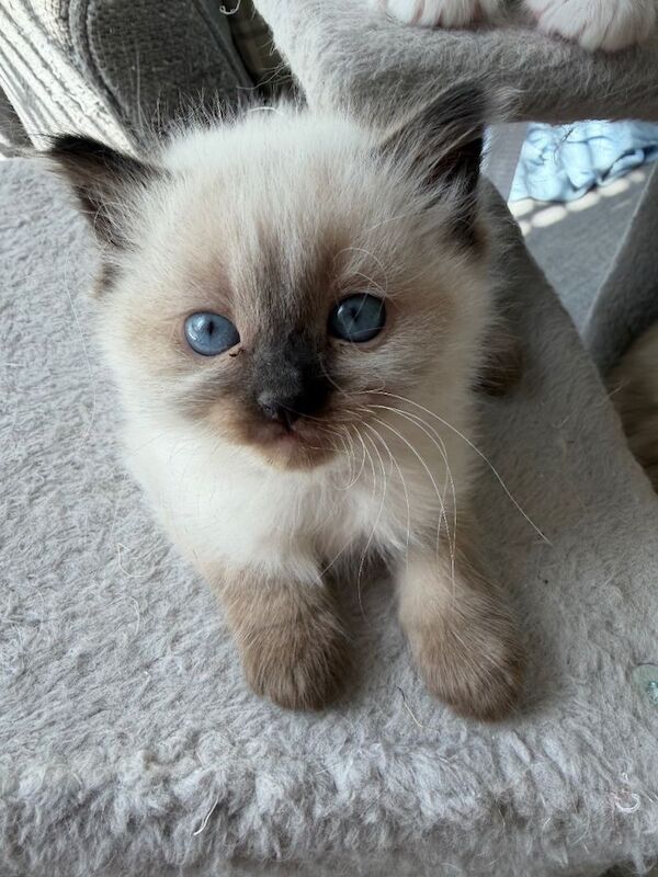 Ragdoll kittens - Image 2 of 4