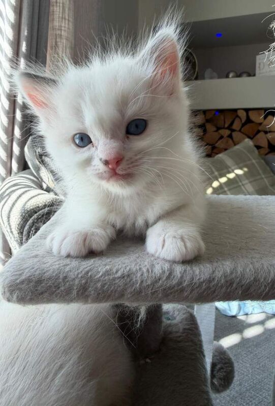 Ragdoll kittens - Image 3 of 4