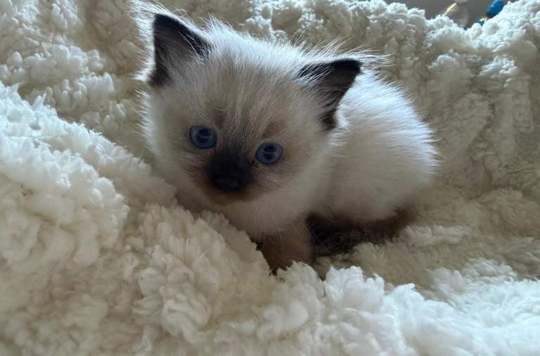 Ragdoll kittens - Image 4 of 4