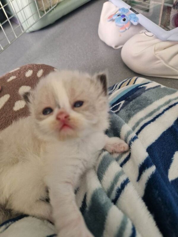 Ragdoll Kittens For Sale