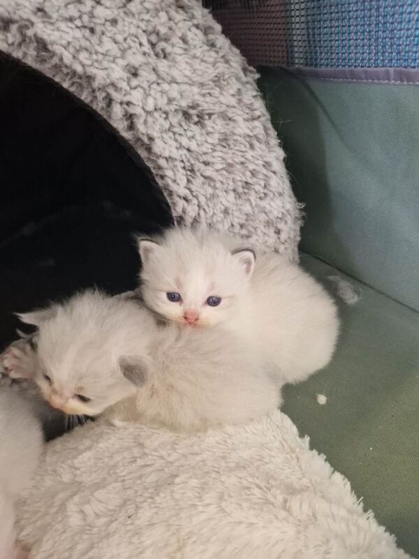 Ragdoll kittens - Image 2 of 4