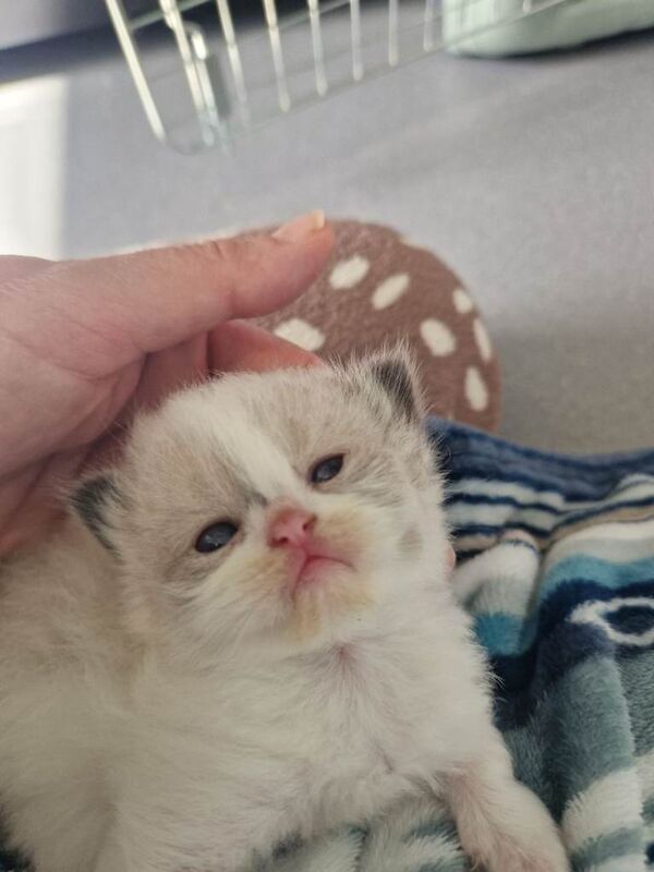 Ragdoll kittens - Image 3 of 4